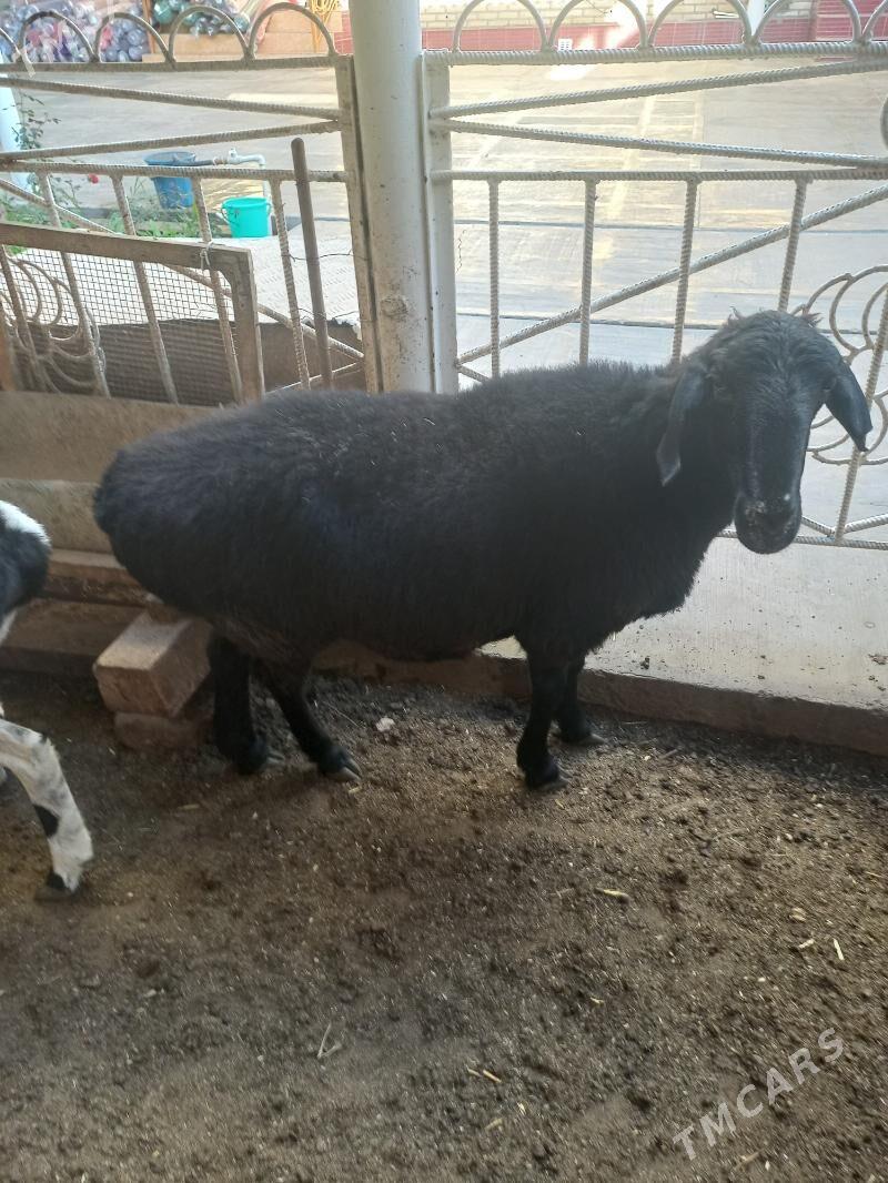 гисар гоюн - Мары - img 3