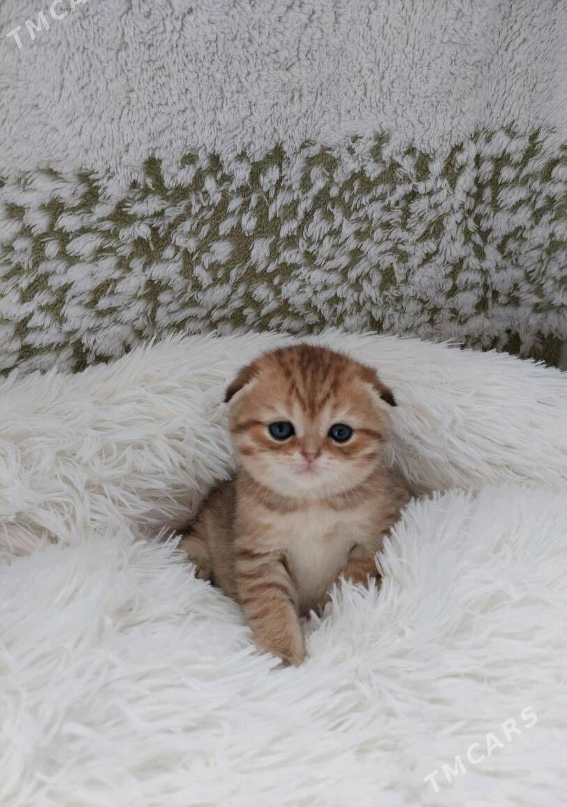 Золотая табби шиншилла - Aşgabat - img 3