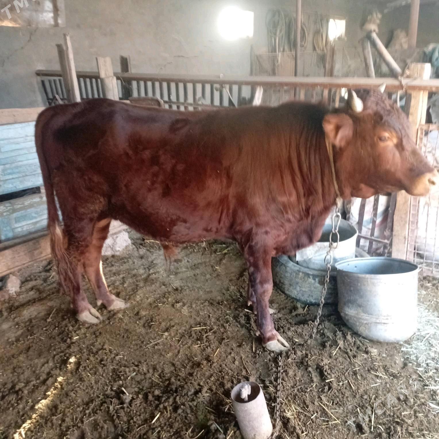 öküz - Baýramaly - img 4