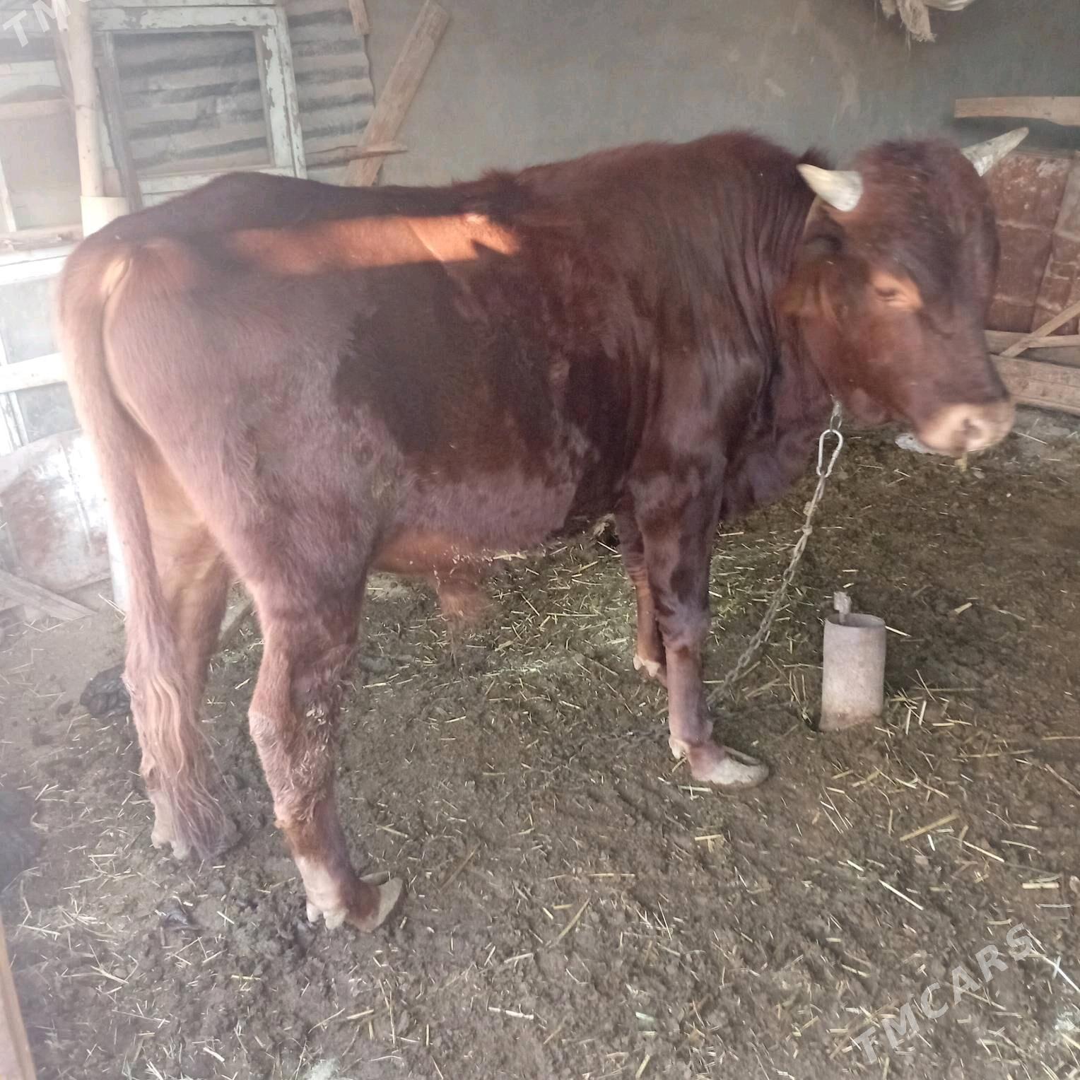 öküz - Baýramaly - img 2