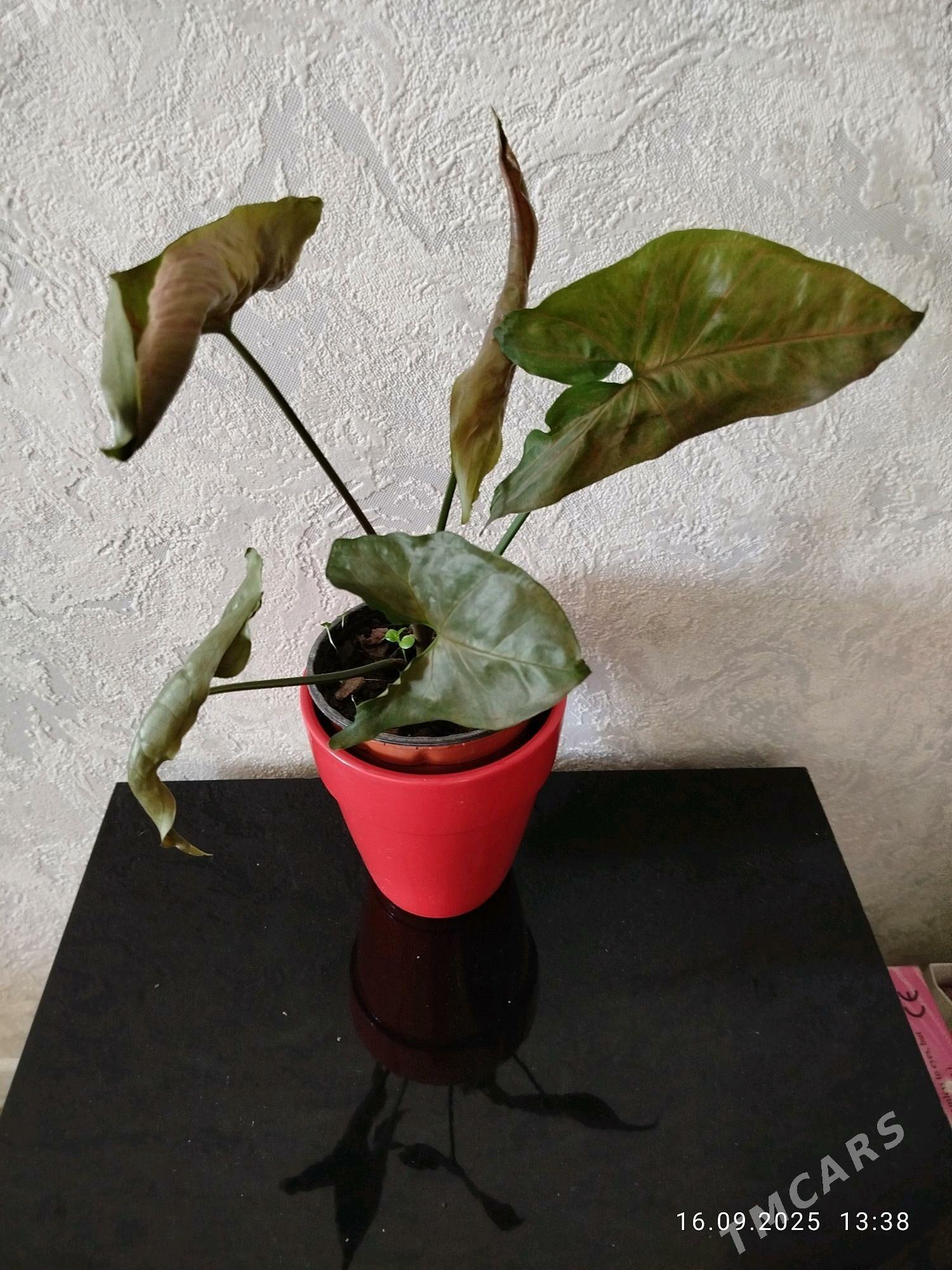 gul СКИДКИ - Aşgabat - img 5