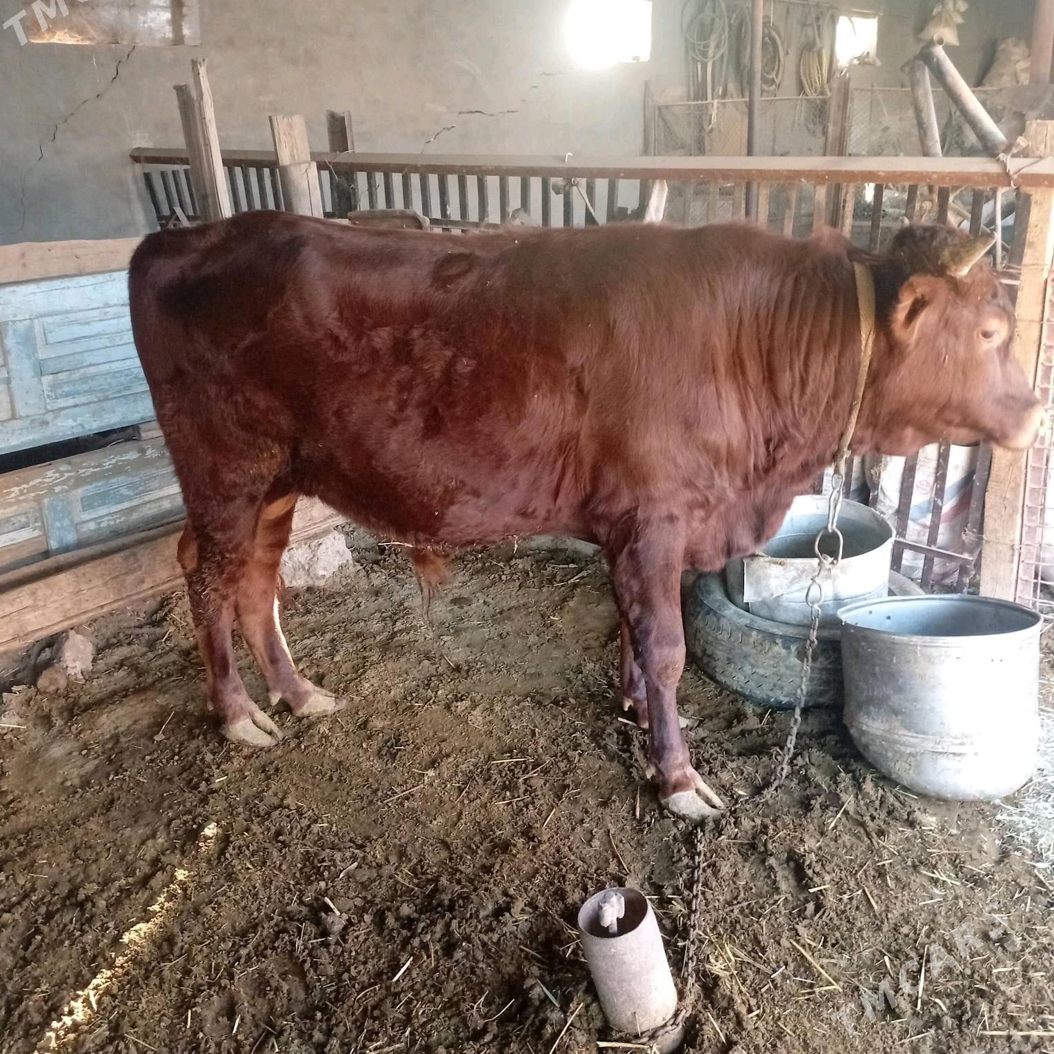 öküz - Baýramaly - img 3