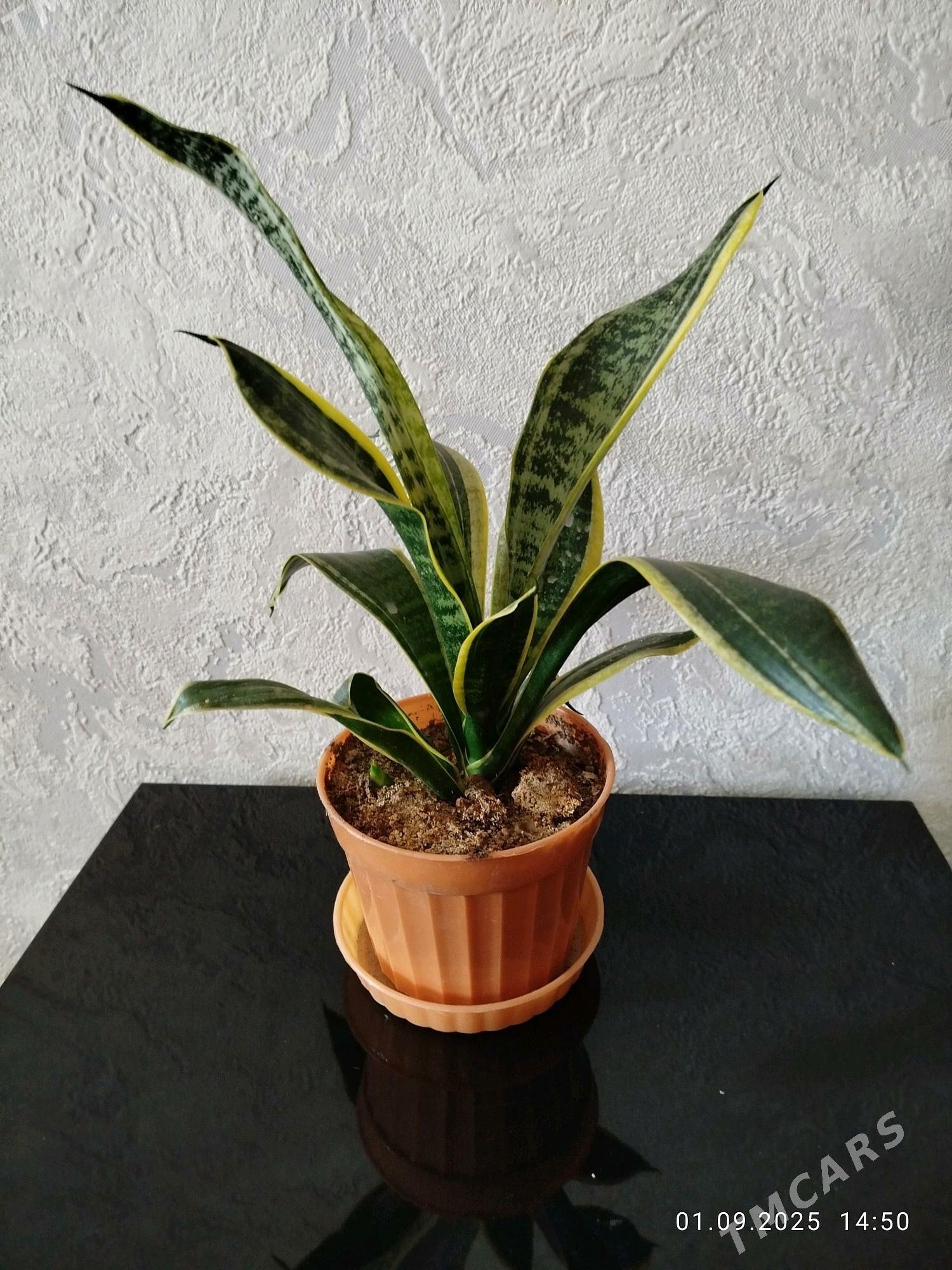 gul СКИДКИ - Aşgabat - img 7