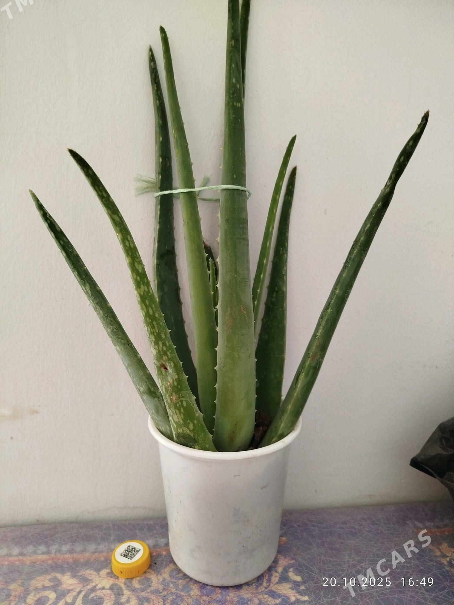 gul СКИДКИ - Aşgabat - img 2