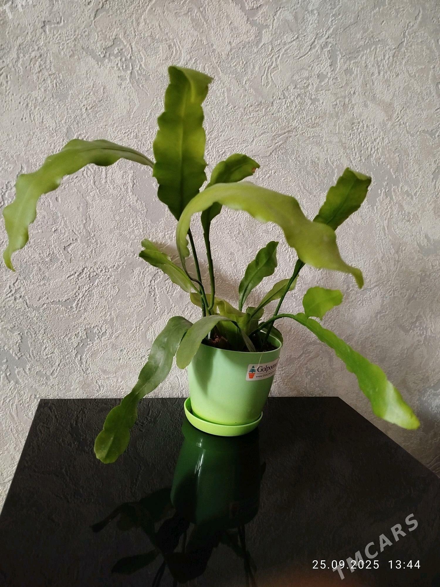 gul СКИДКИ - Aşgabat - img 4