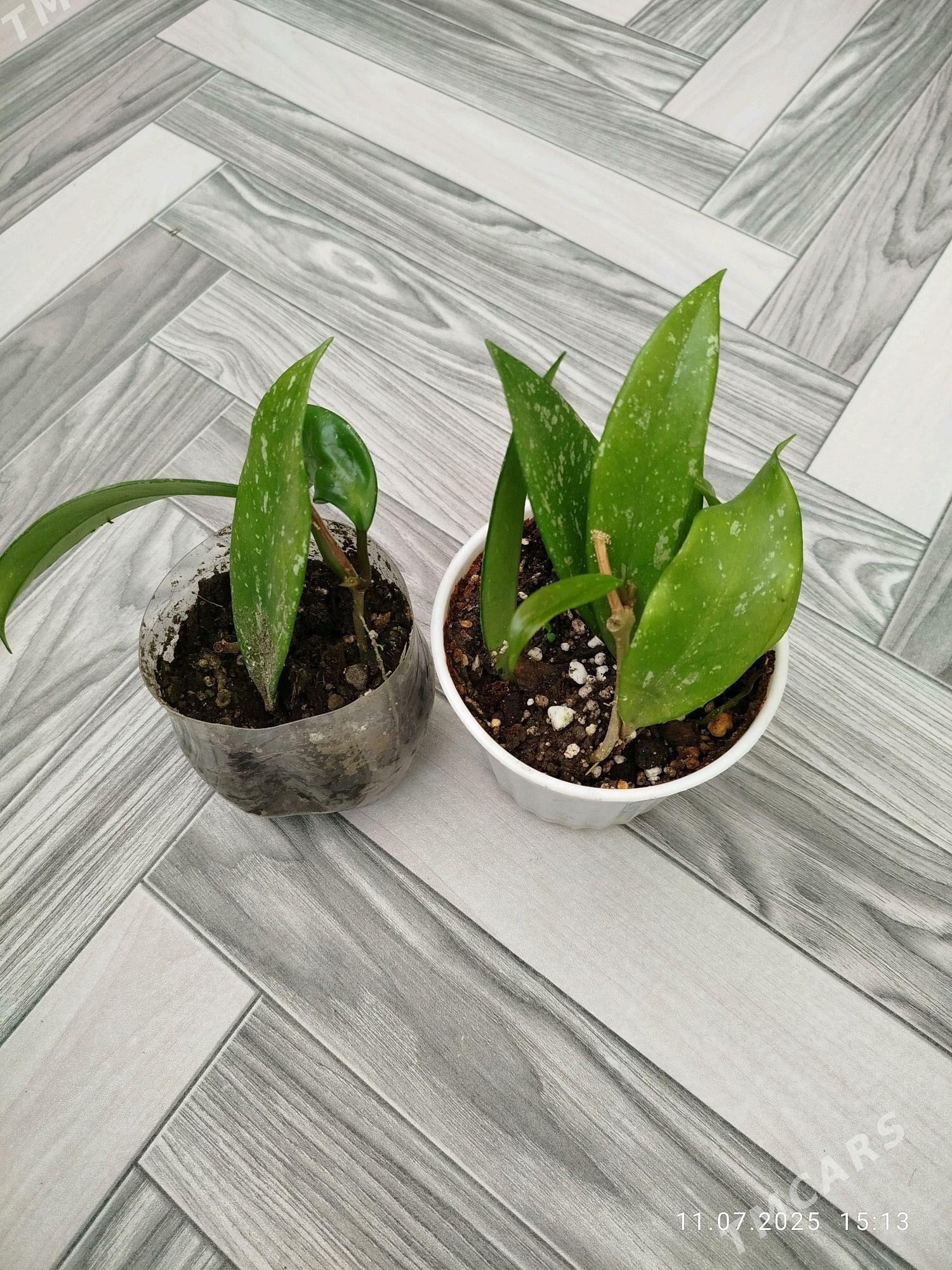 gul СКИДКИ - Aşgabat - img 9