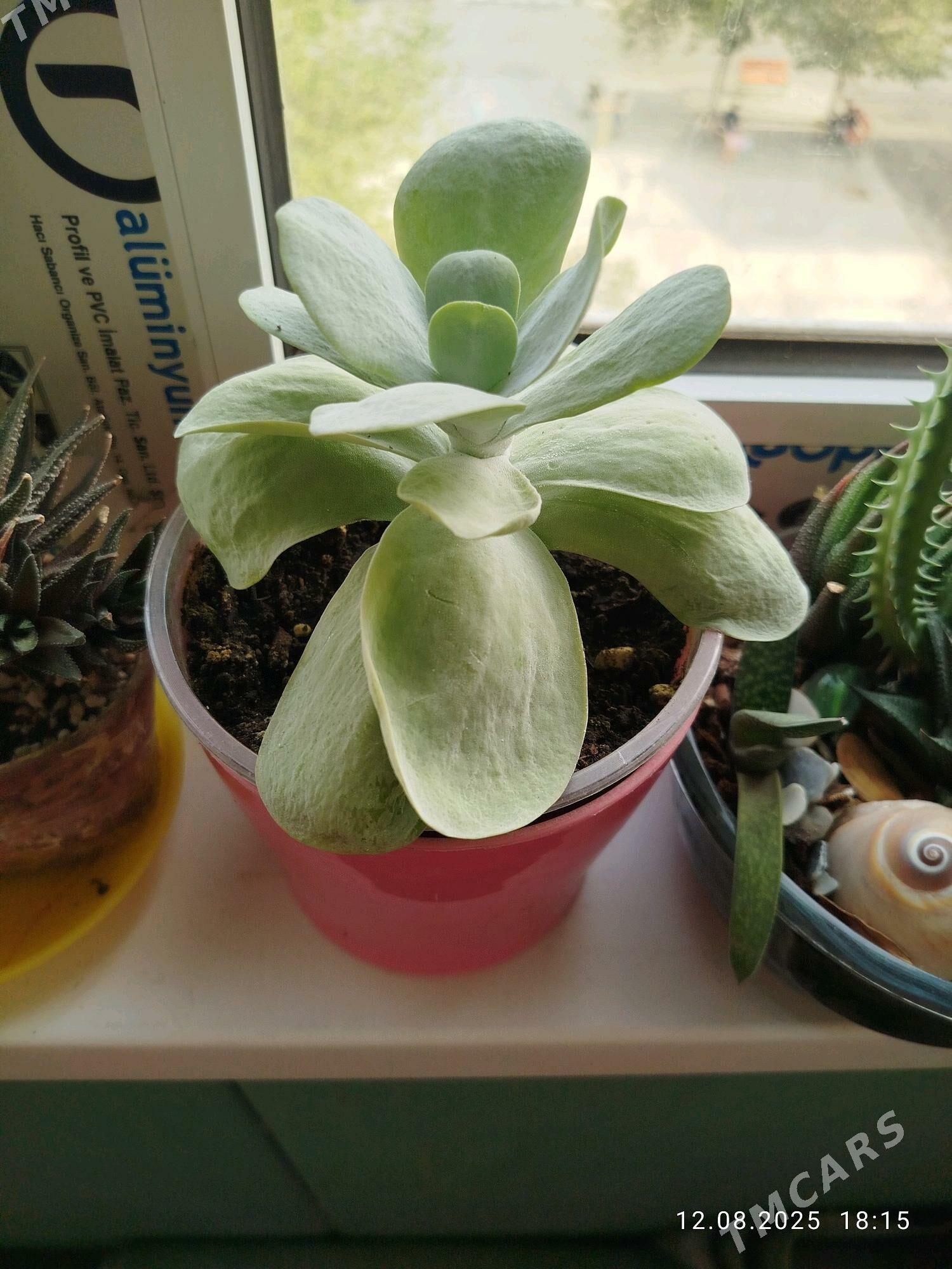 gul СКИДКИ - Aşgabat - img 10