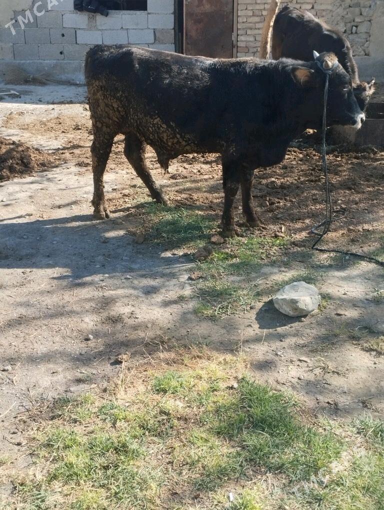 okuz - Bäherden - img 2