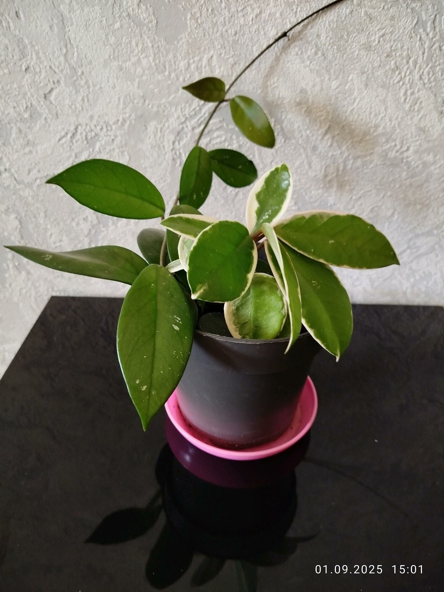 сингониумы потосы алоэ - Ашхабад - img 8