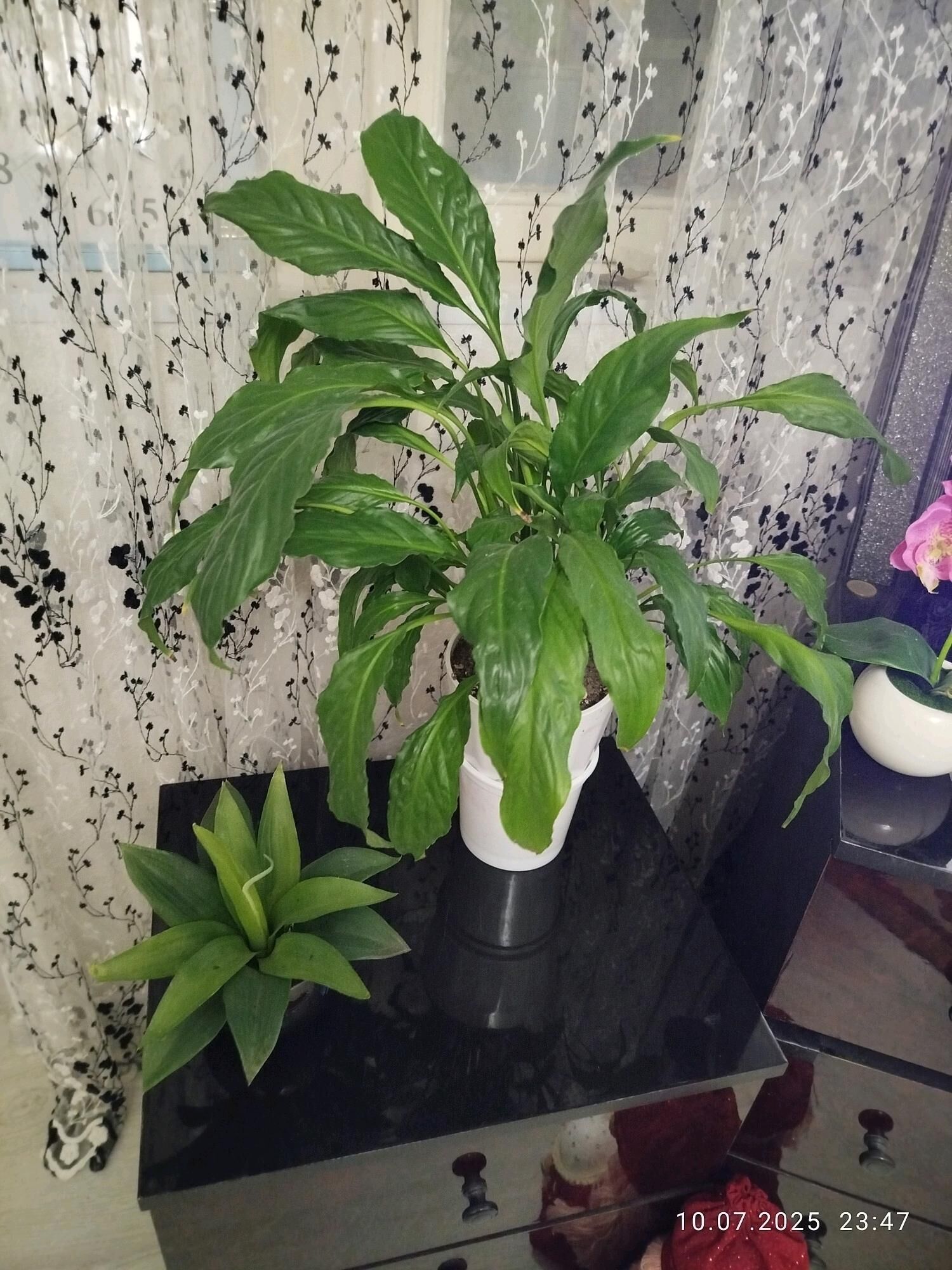 сингониумы потосы алоэ - Ашхабад - img 9