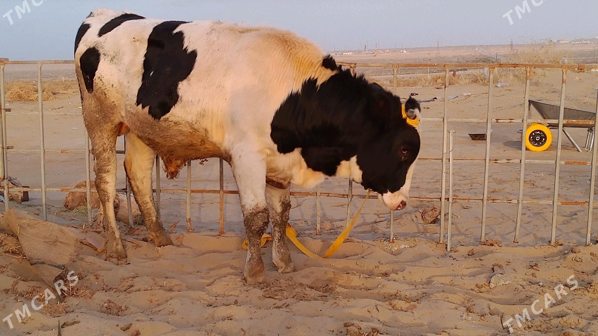 öküz - Hazar - img 2