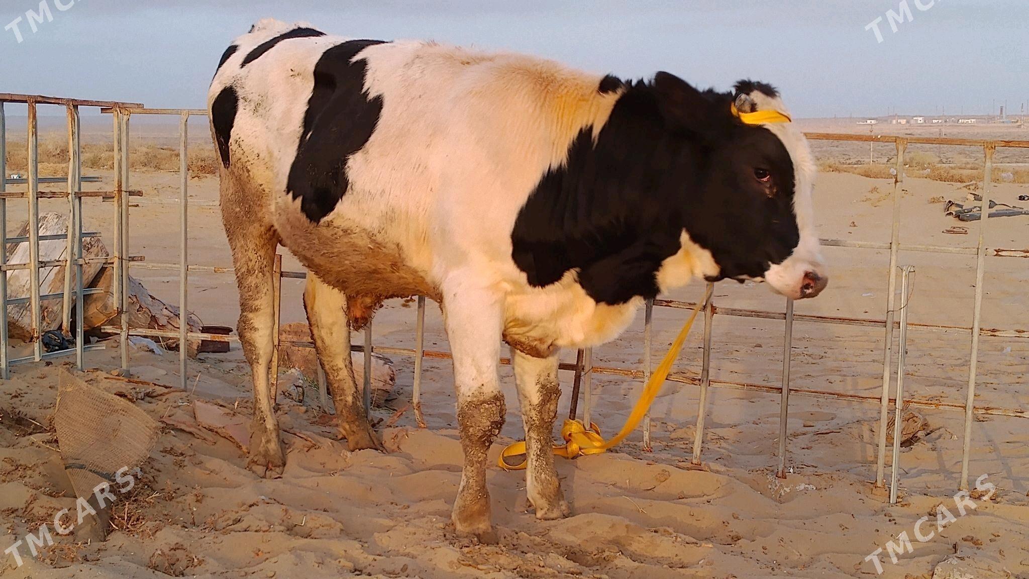 öküz - Hazar - img 3