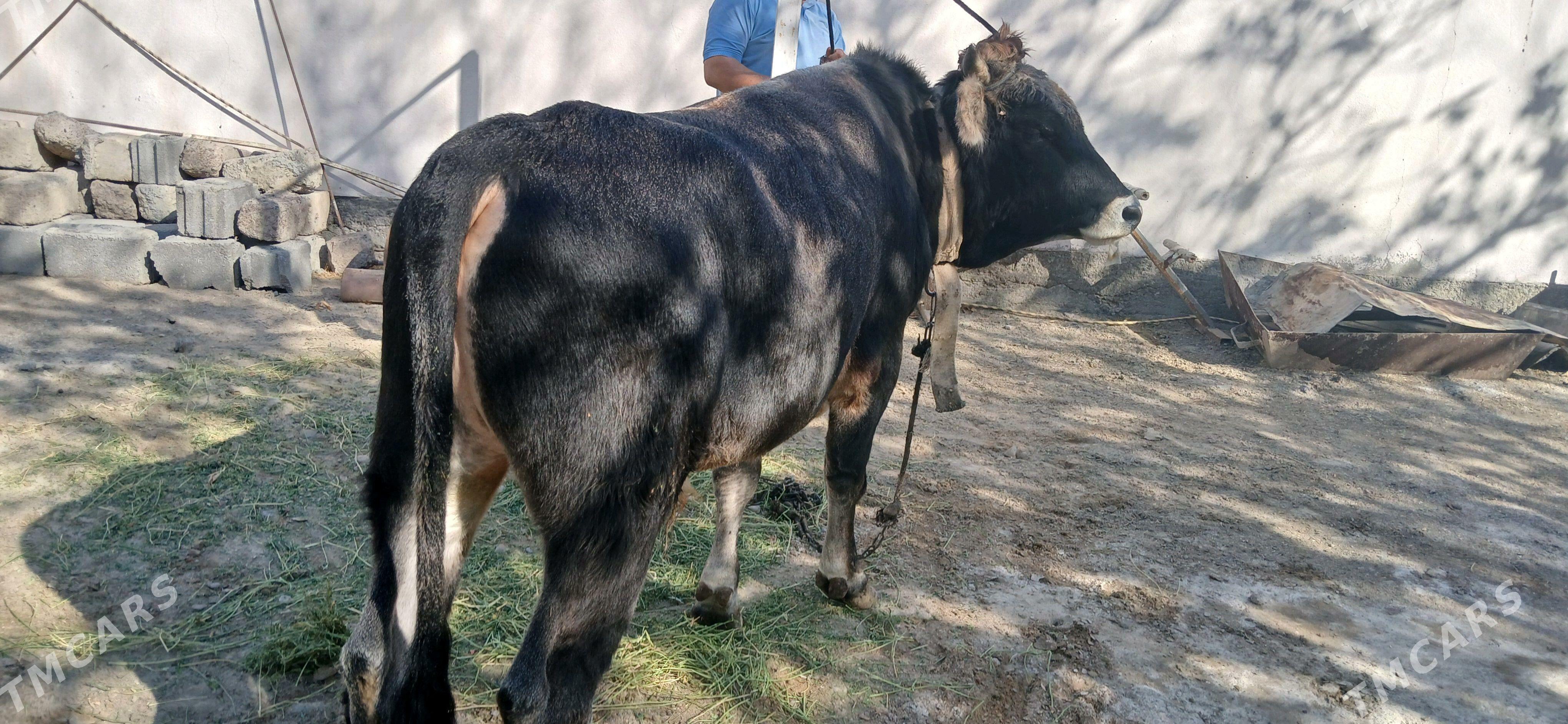 okuz - Çoganly - img 2