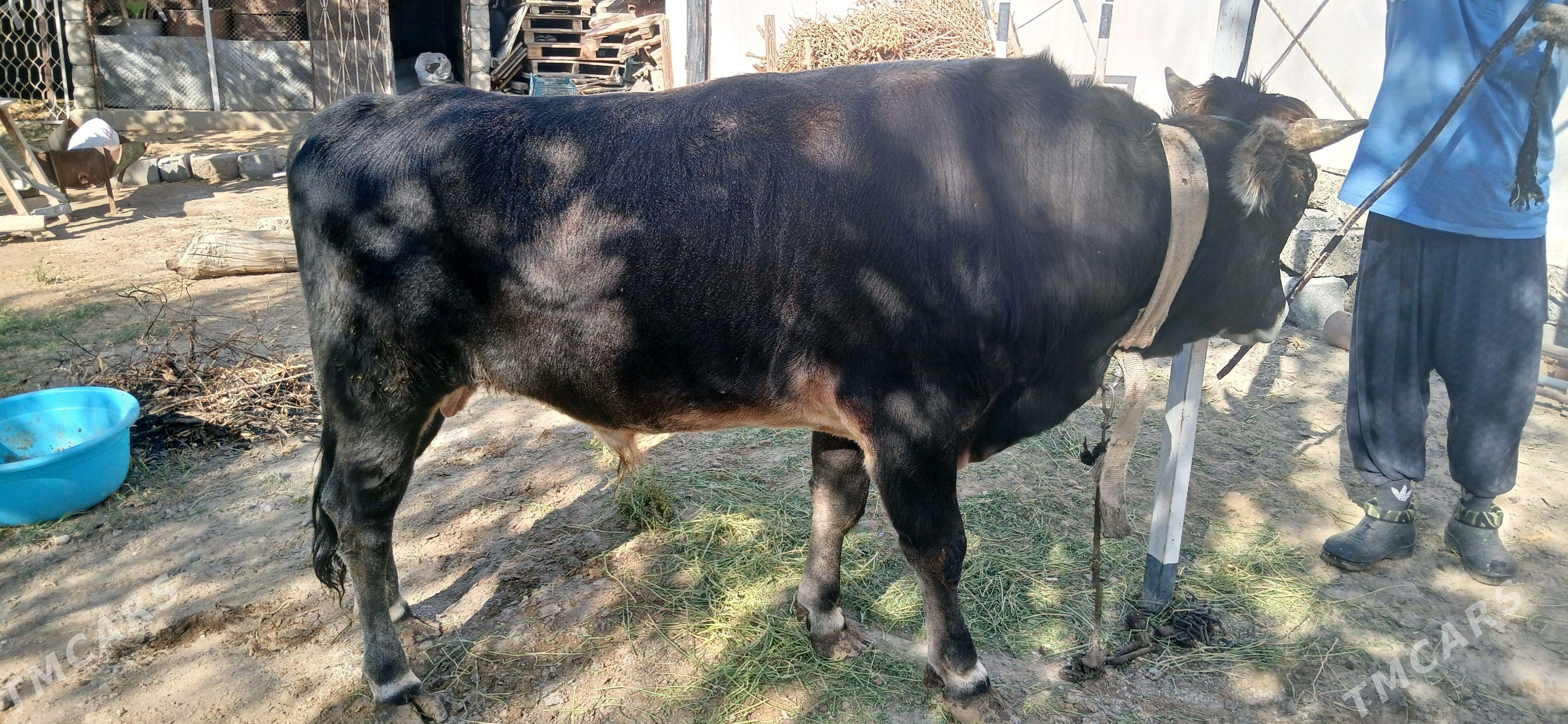 okuz - Çoganly - img 3