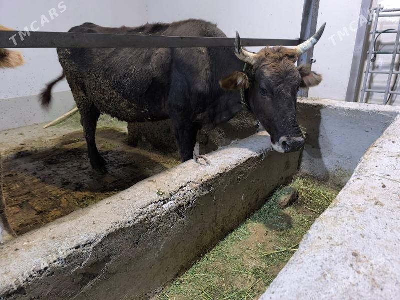 gysyr sygyrlar - Ak bugdaý etraby - img 2