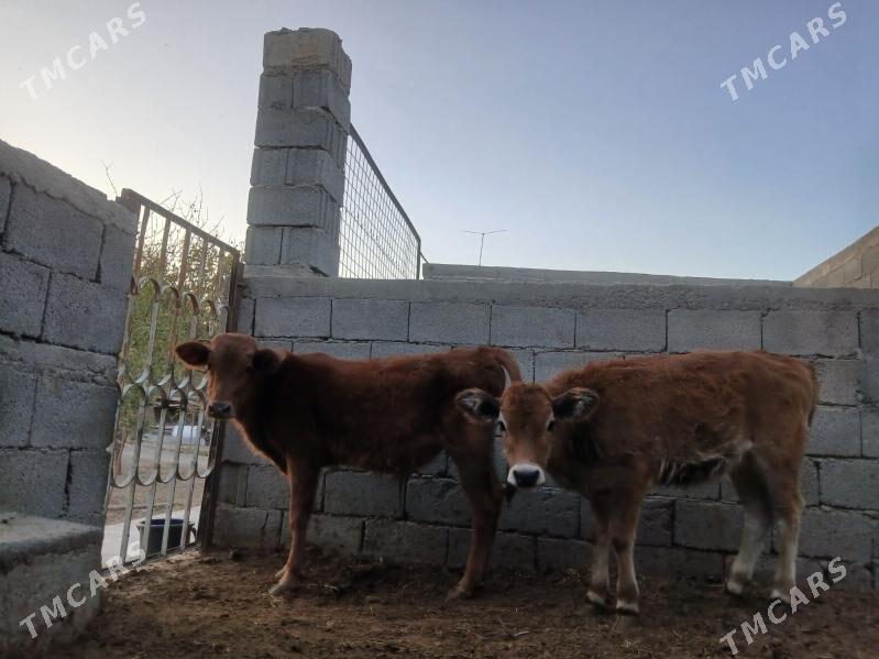 şwes öküz tüwe - Aşgabat - img 2