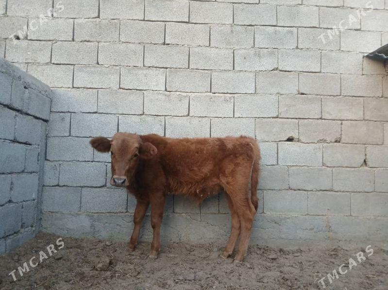 şwes öküz tüwe - Aşgabat - img 3