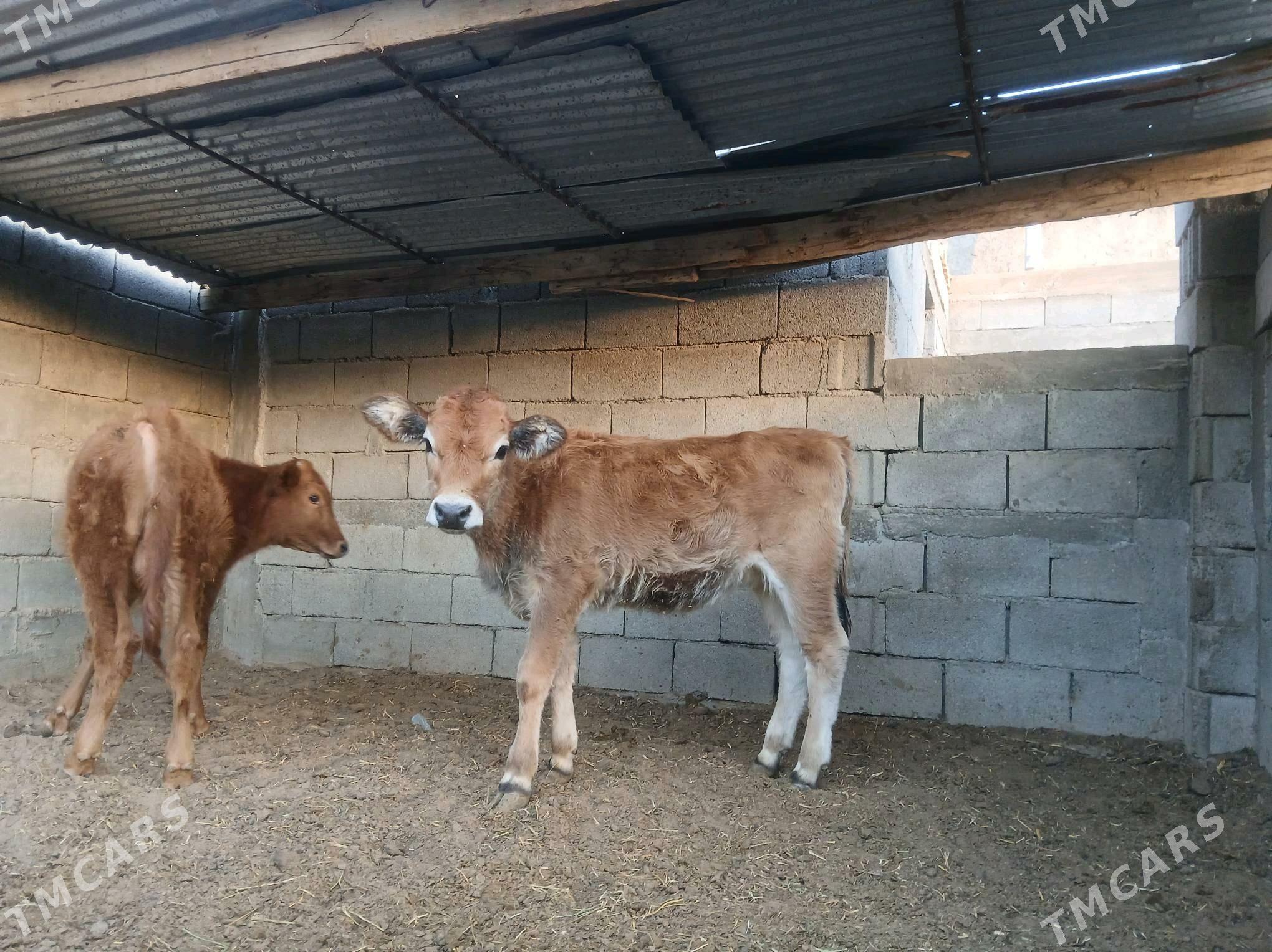 şwes öküz tüwe - Aşgabat - img 4