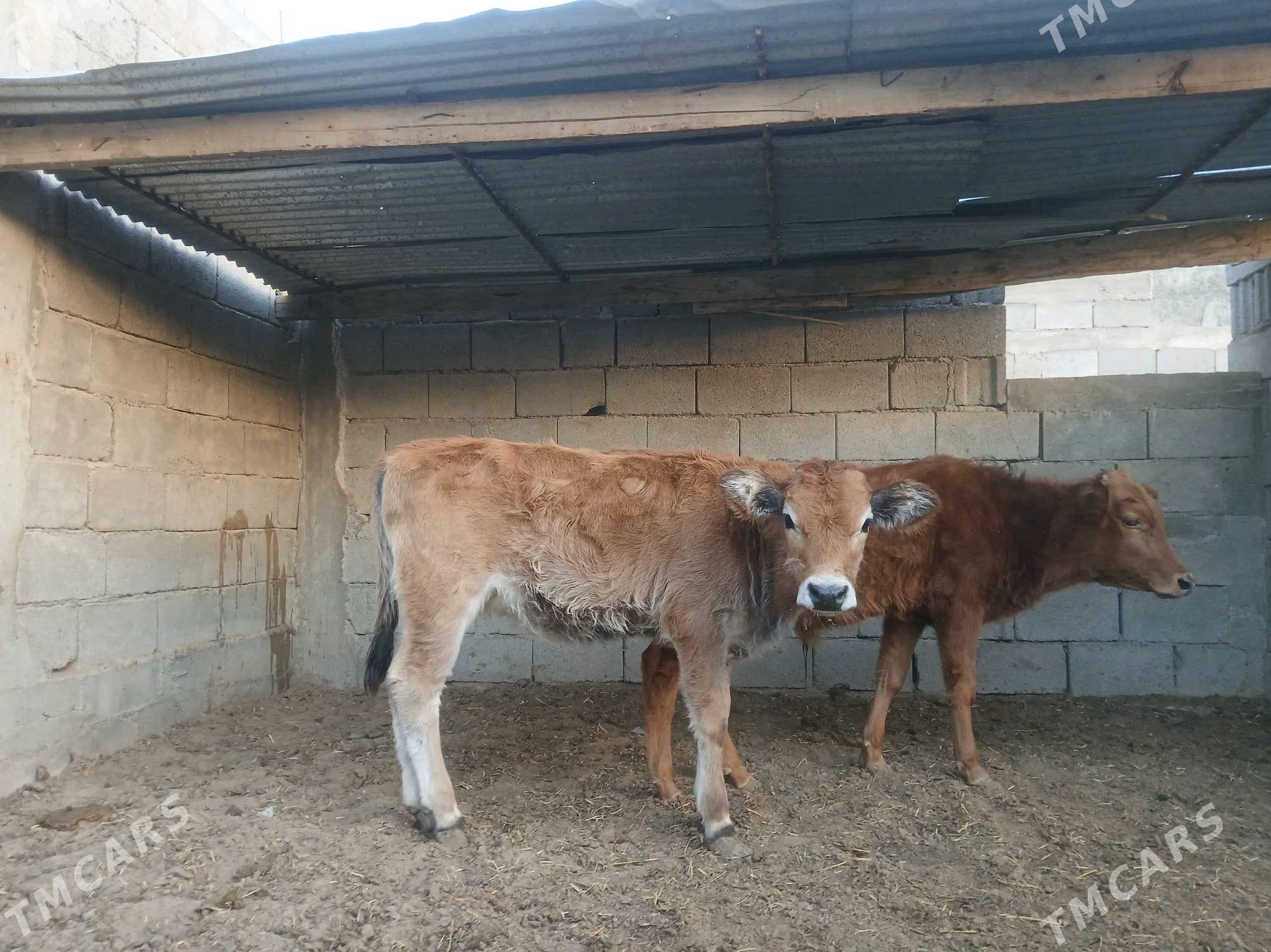 şwes öküz tüwe - Aşgabat - img 6