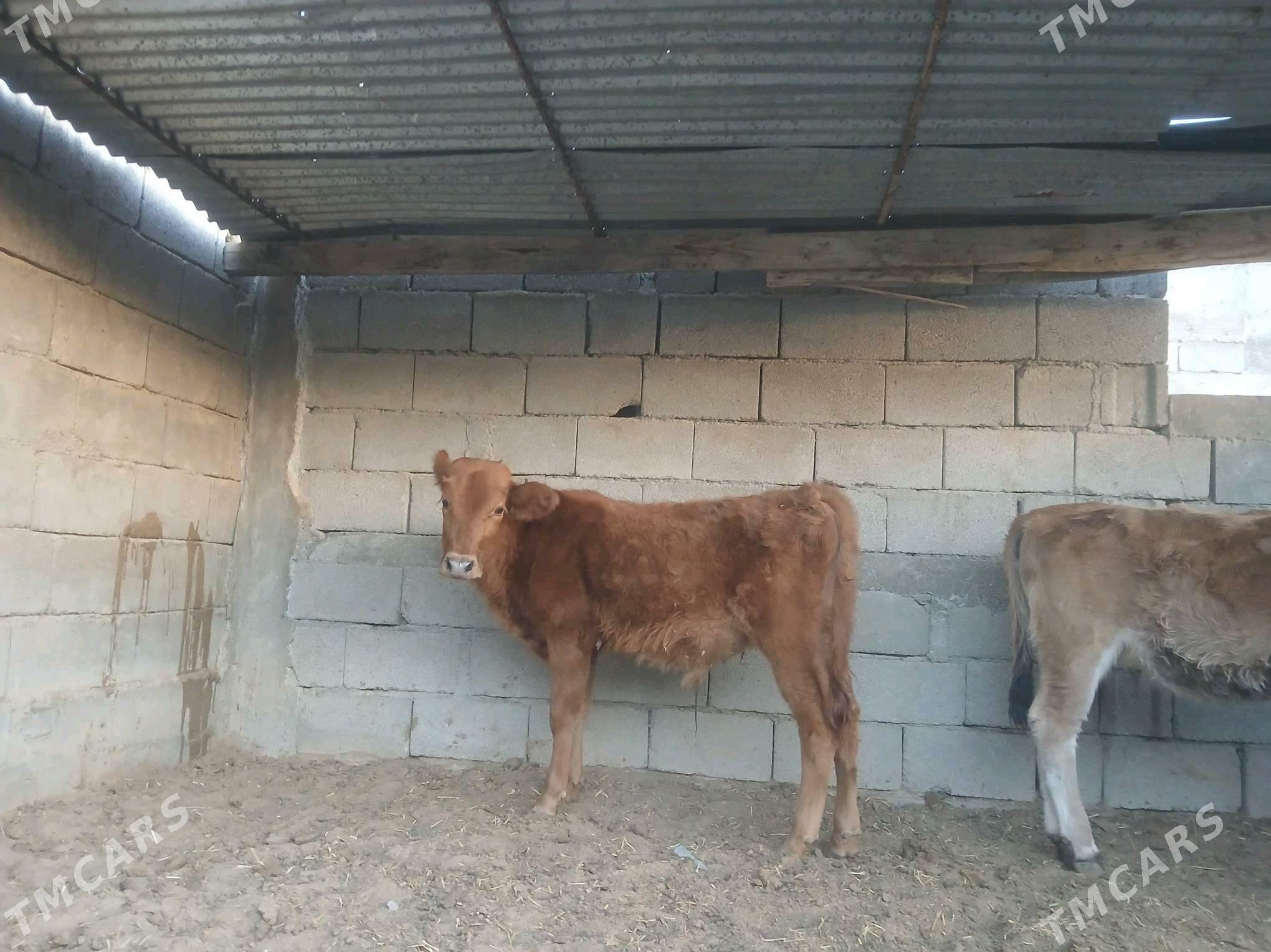 şwes öküz tüwe - Aşgabat - img 5