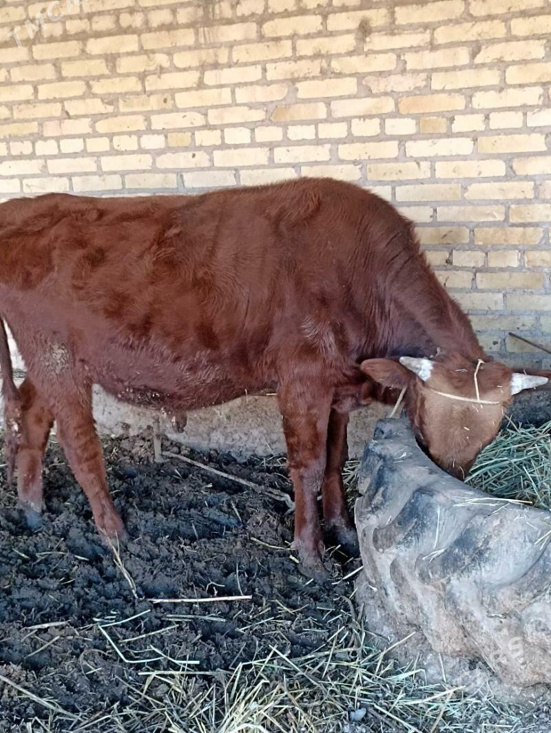 окуз - Dänew - img 3