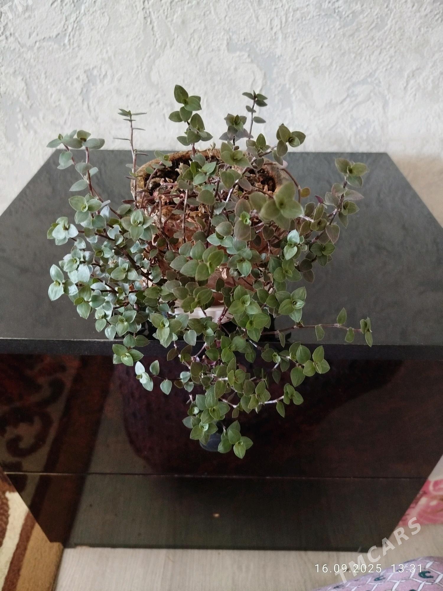 цветы , gul - Aşgabat - img 3