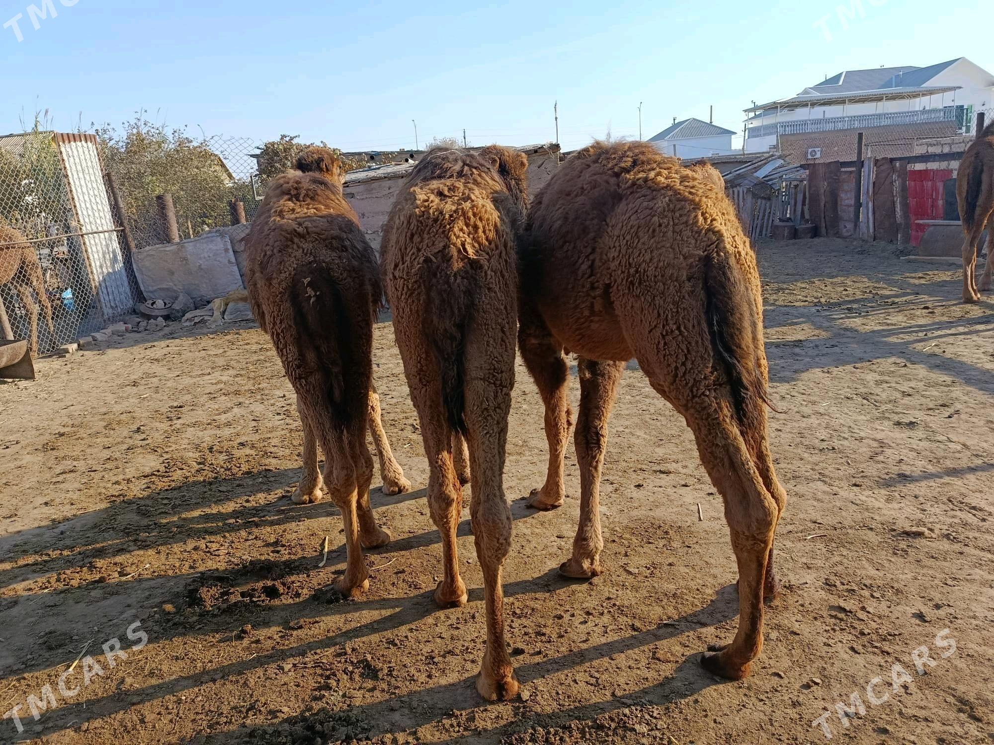 Torum - Берекет - img 5