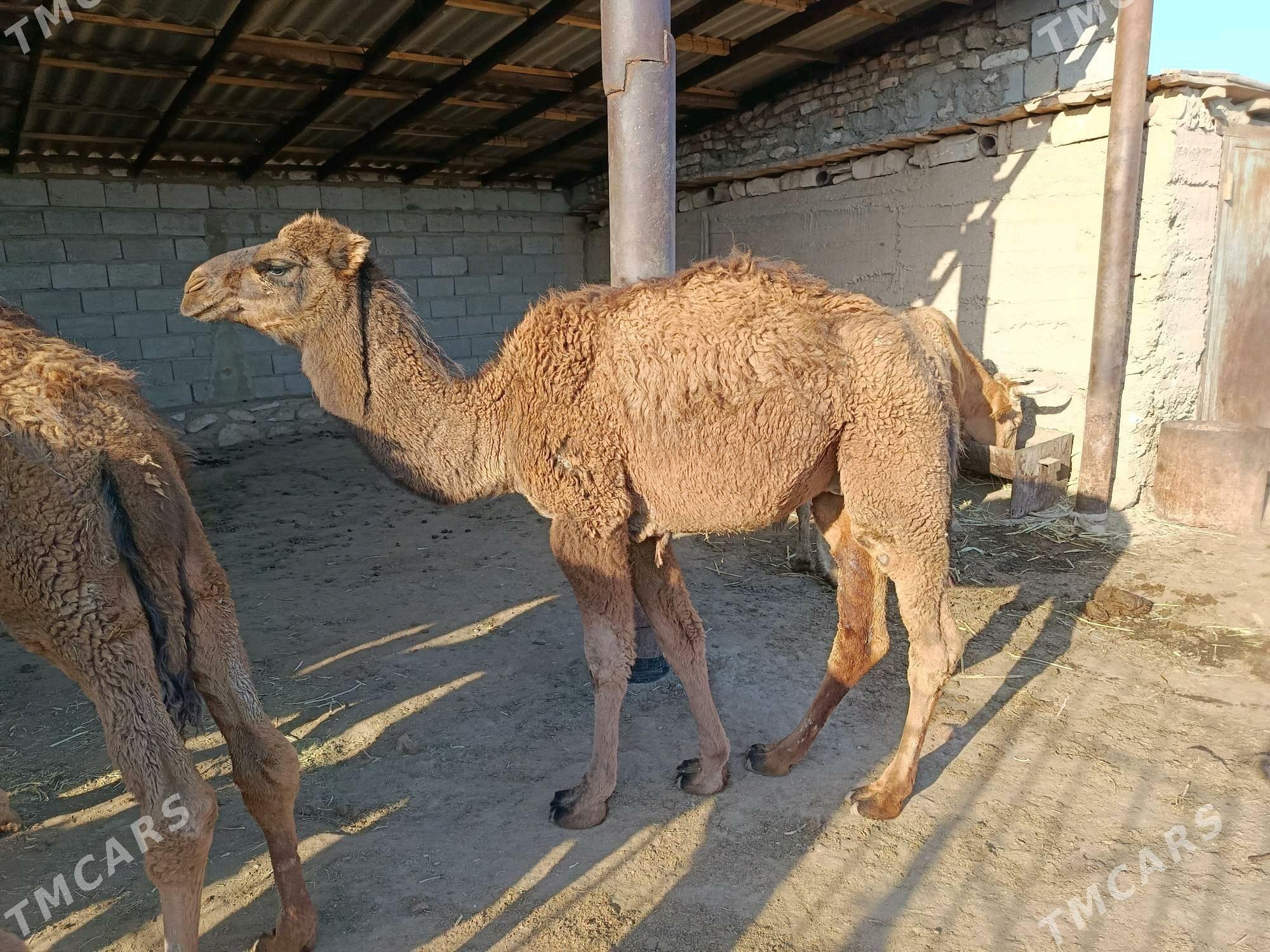 Torum - Берекет - img 2