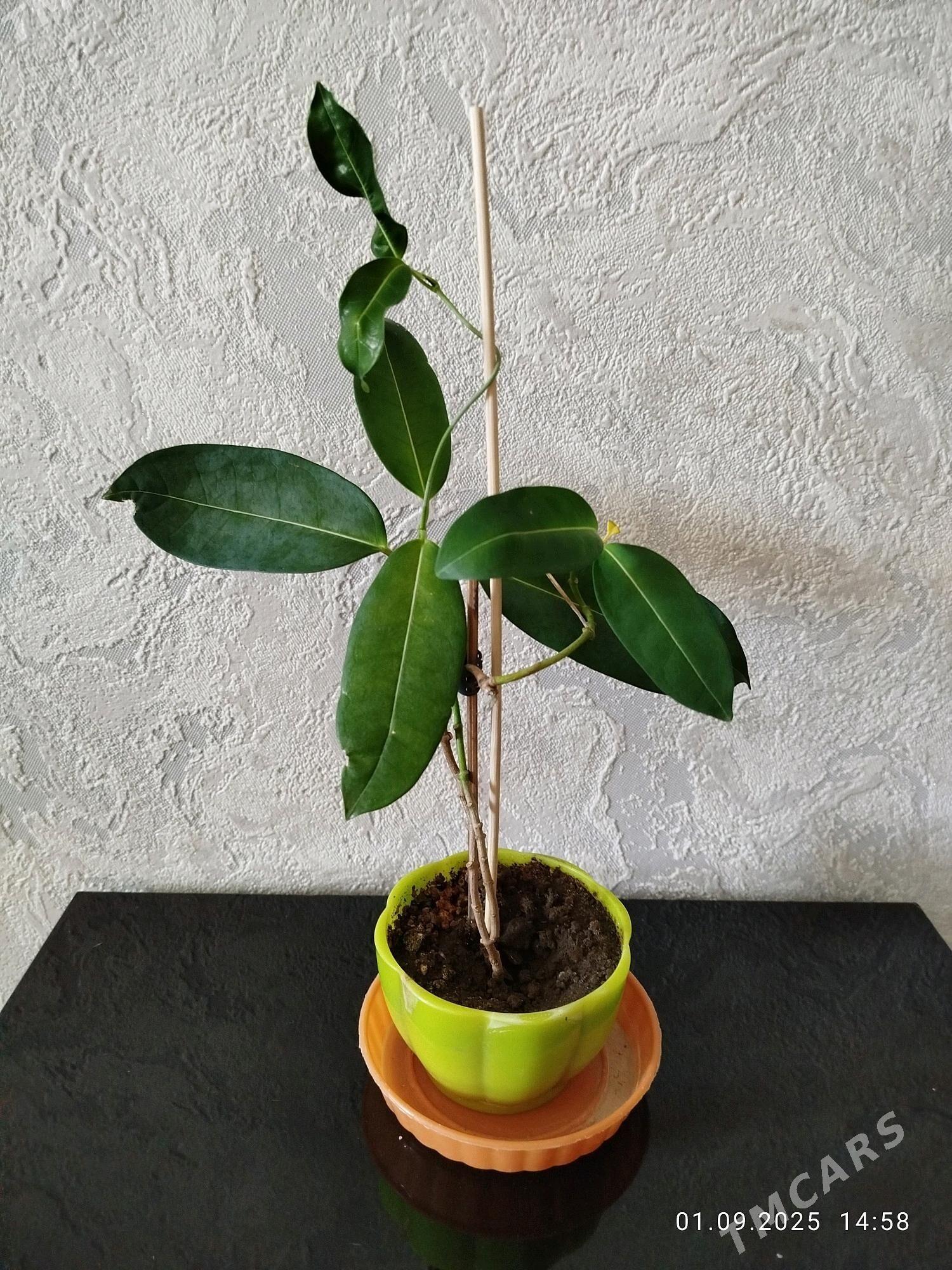 цветы , gul - Aşgabat - img 4