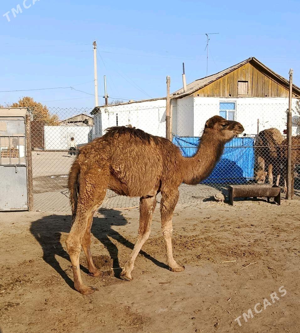 Torum - Берекет - img 4