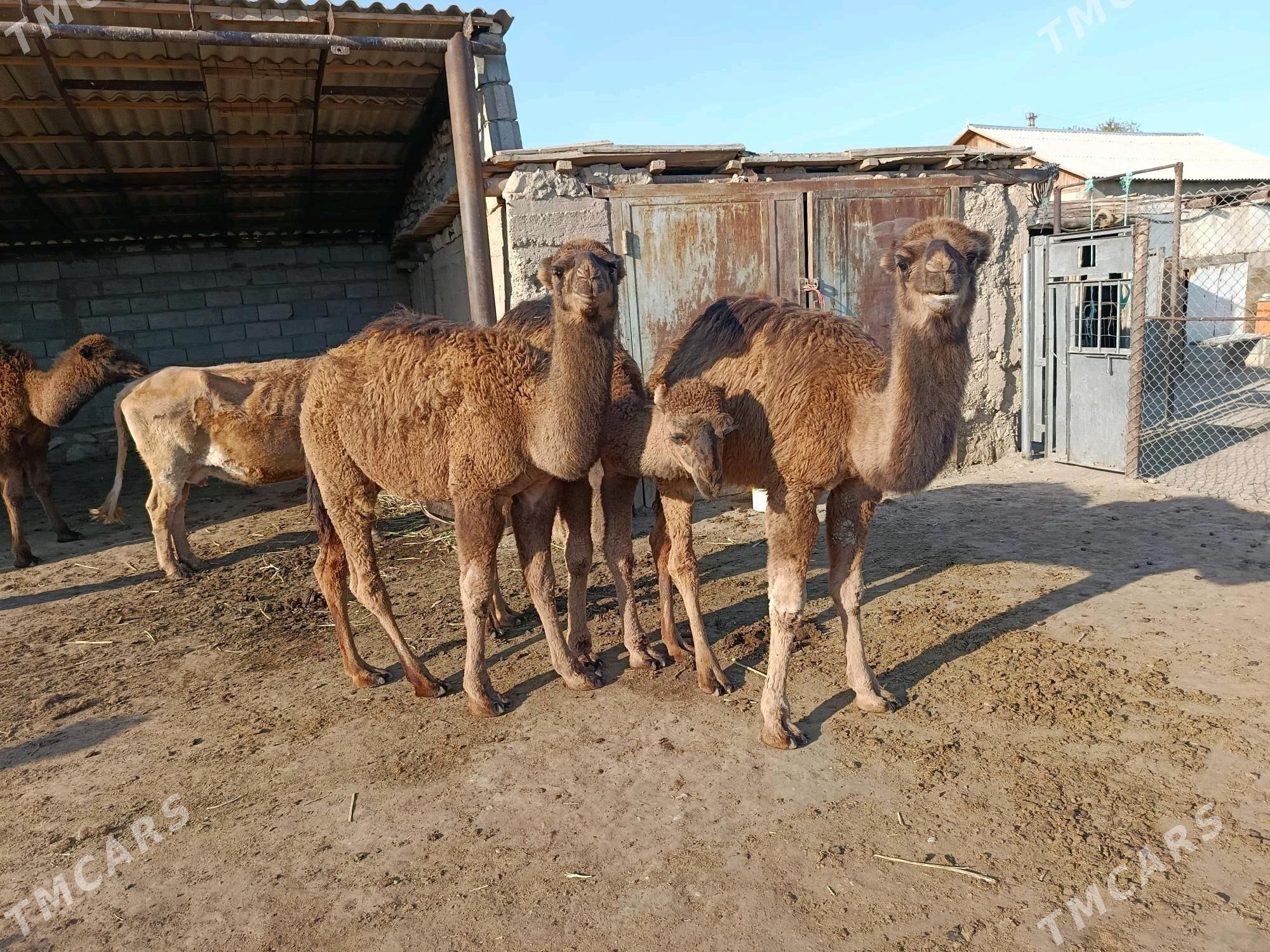 Torum - Берекет - img 6