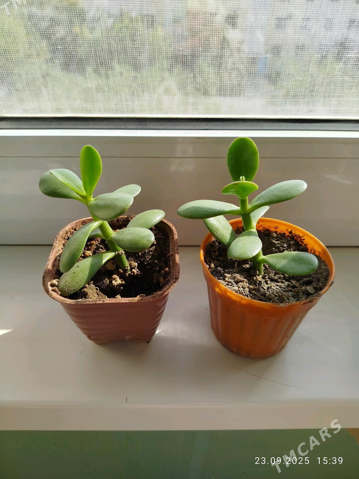 цветы , gul - Aşgabat - img 7