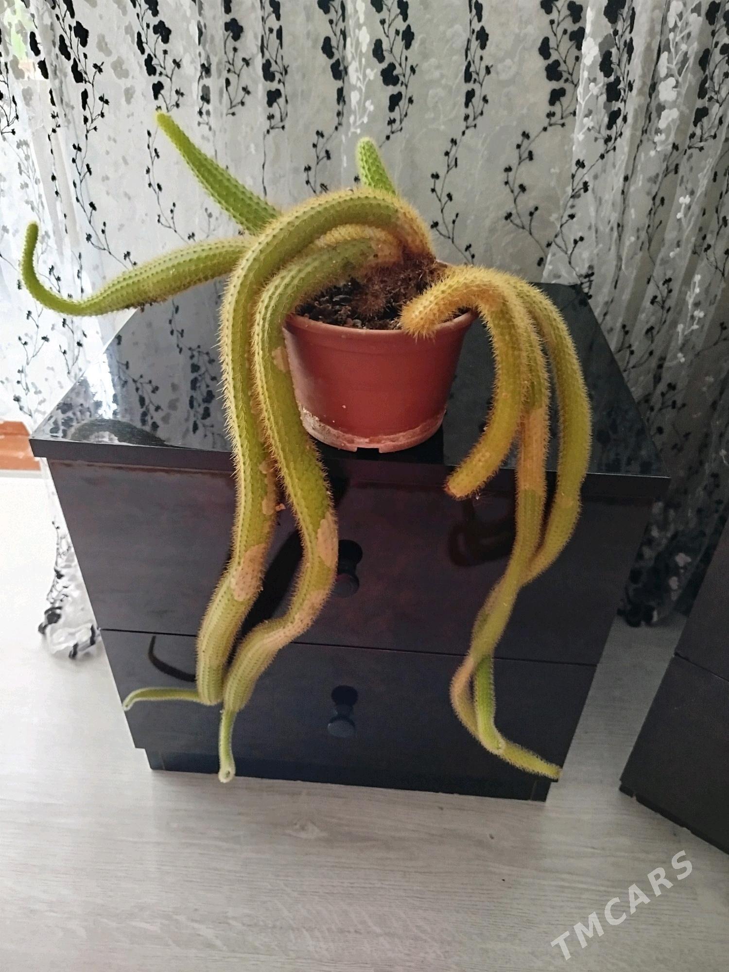 цветы , gul - Aşgabat - img 6