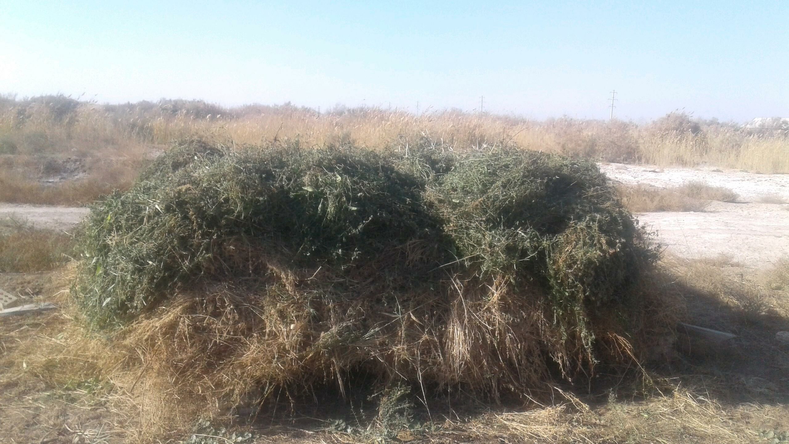 Ýorunja - Mary - img 4