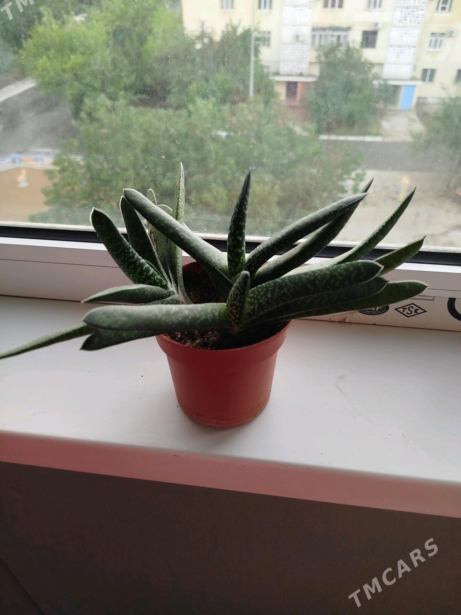 цветы , gul - Aşgabat - img 5