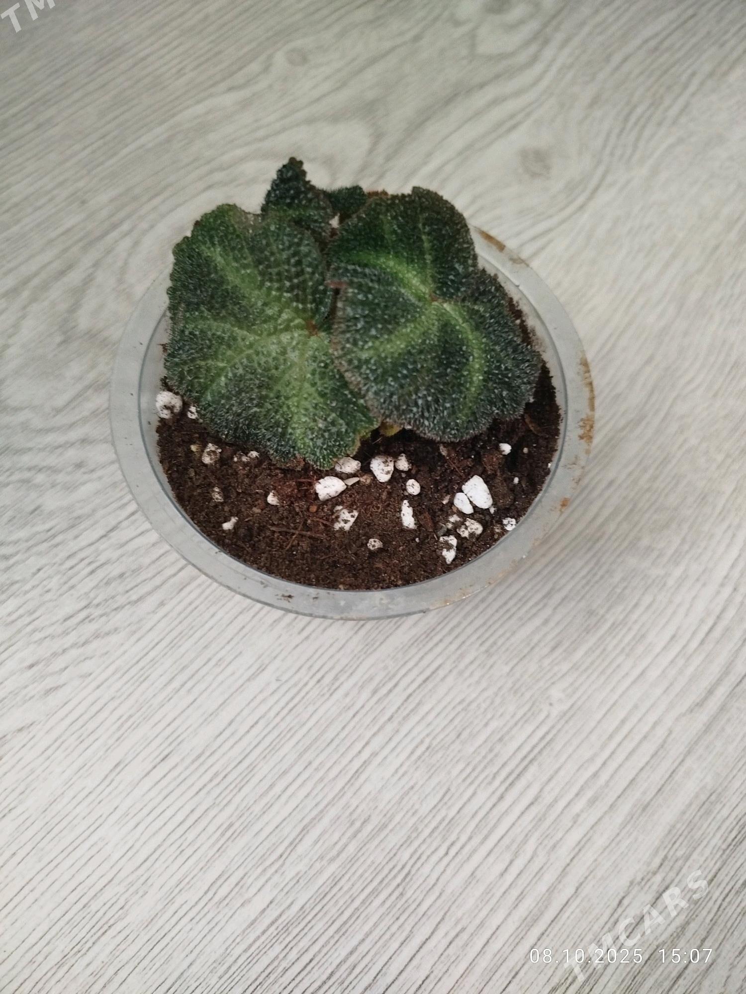 цветы , gul - Aşgabat - img 8