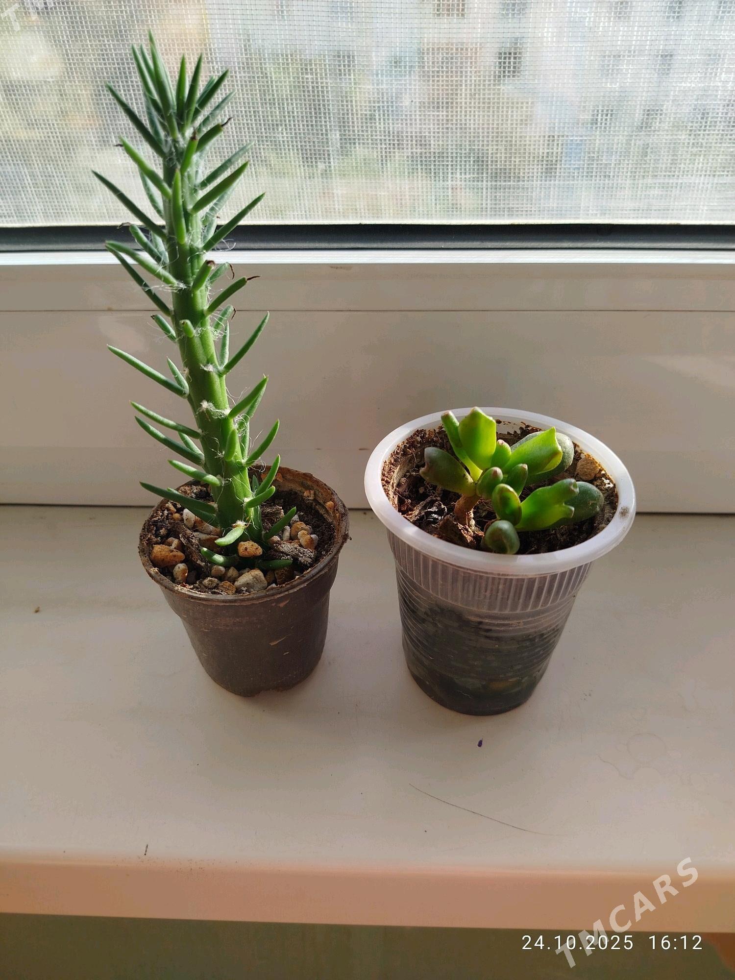 цветы , gul - Aşgabat - img 10