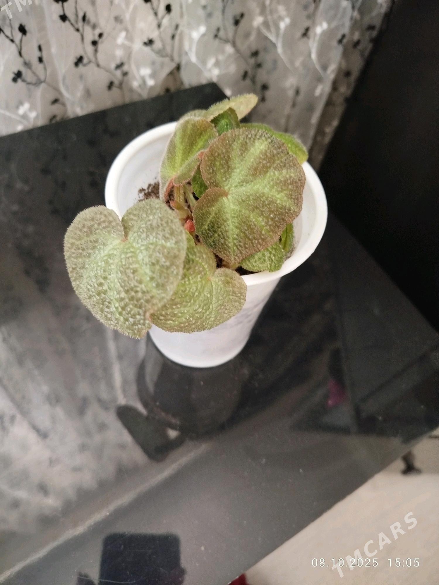 цветы , gul - Aşgabat - img 9