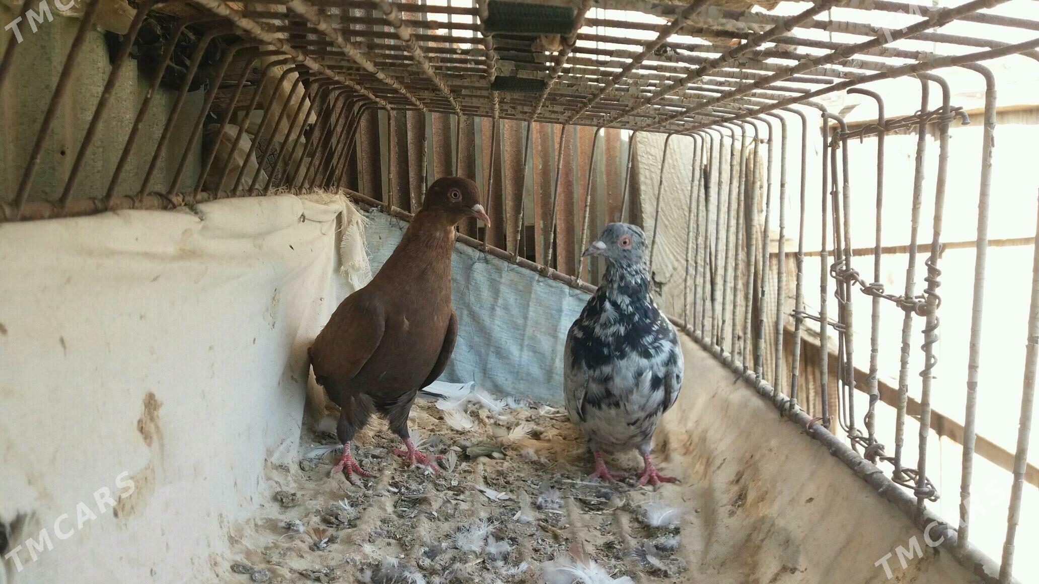 Kepderi - Мары - img 1