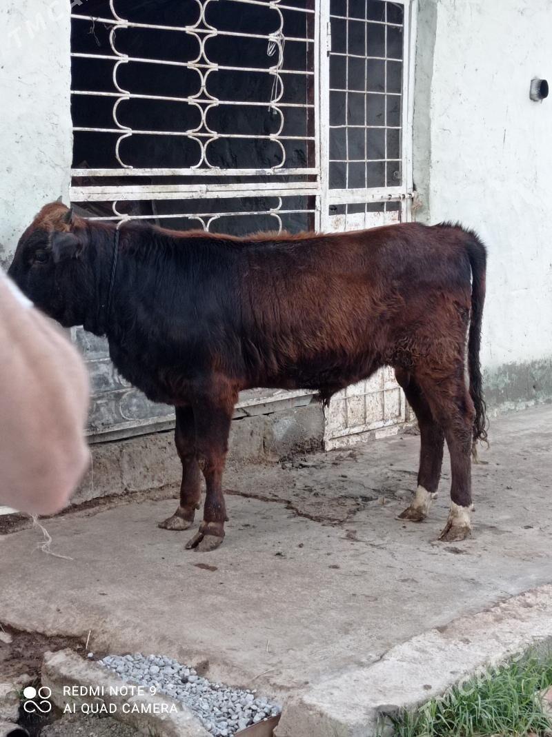 Arassa swes - Aşgabat - img 2