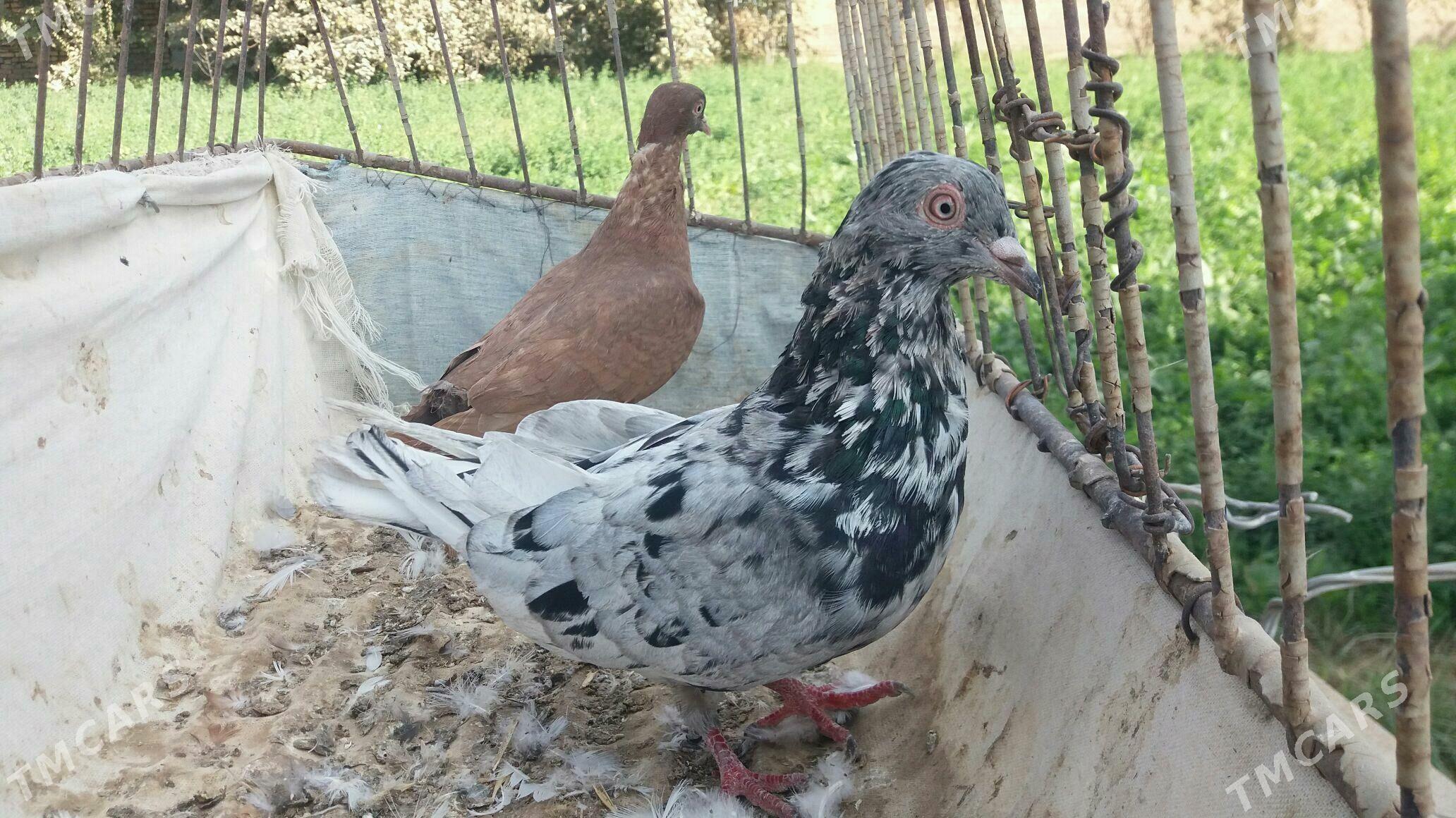 Kepderi - Мары - img 2