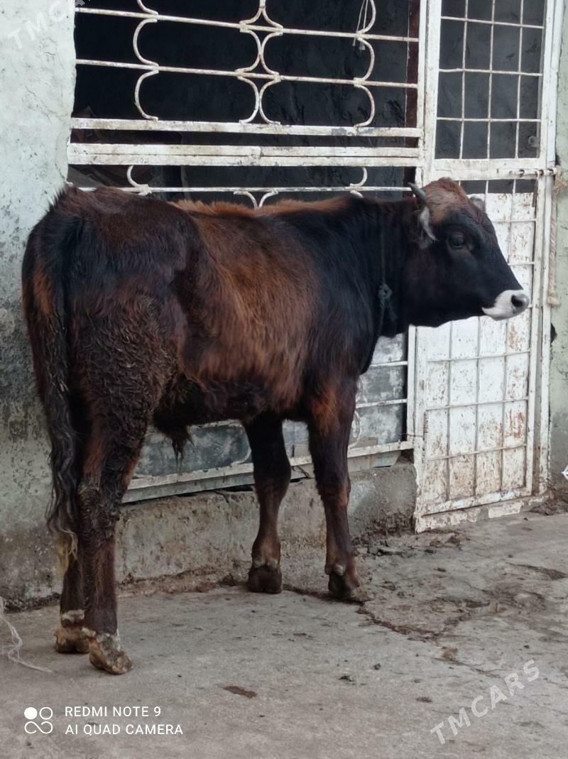 Arassa swes - Aşgabat - img 5