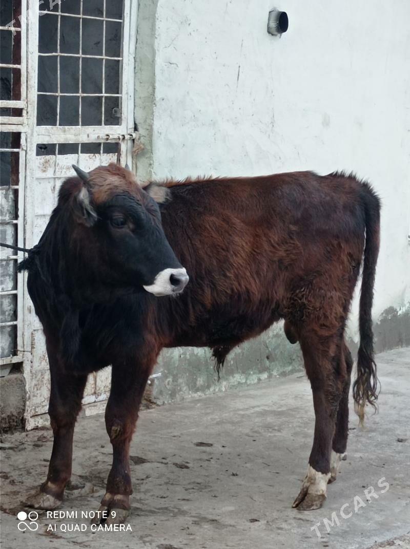 Arassa swes - Aşgabat - img 4