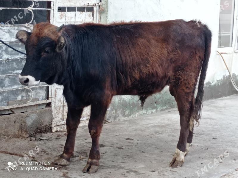 Arassa swes - Aşgabat - img 3