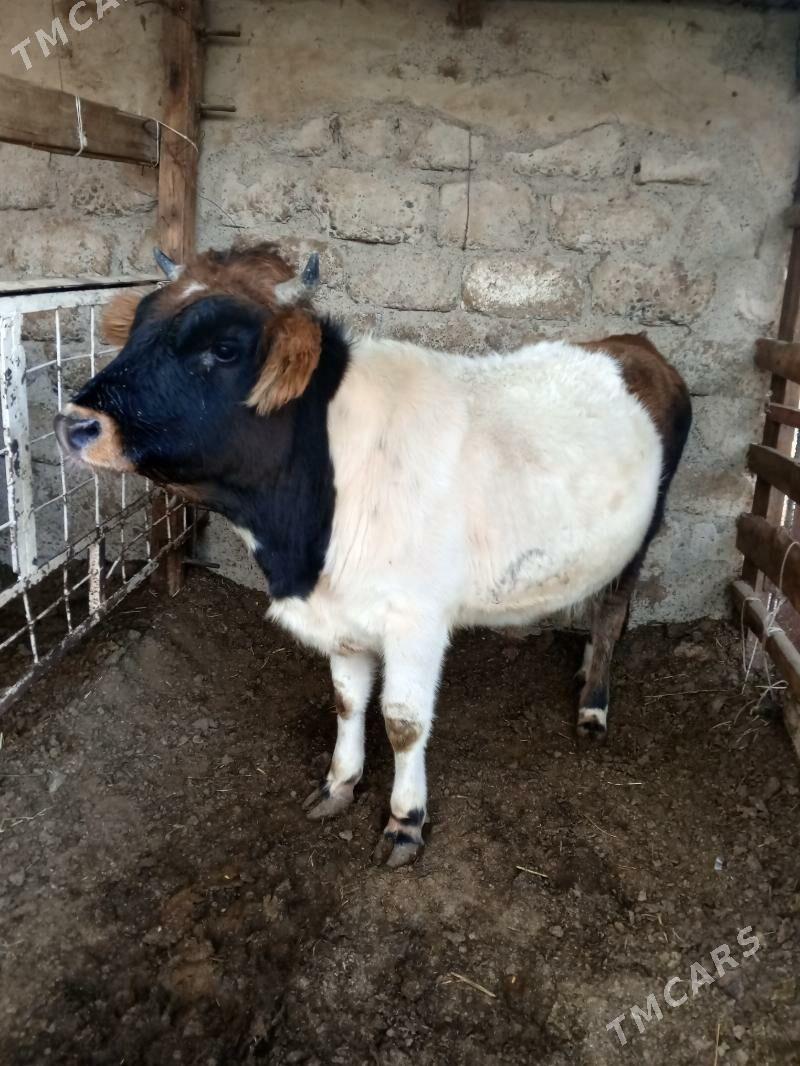 Okuz 2-sany - Ашхабад - img 6