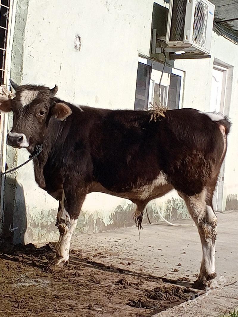 Okuz 2-sany - Ашхабад - img 1