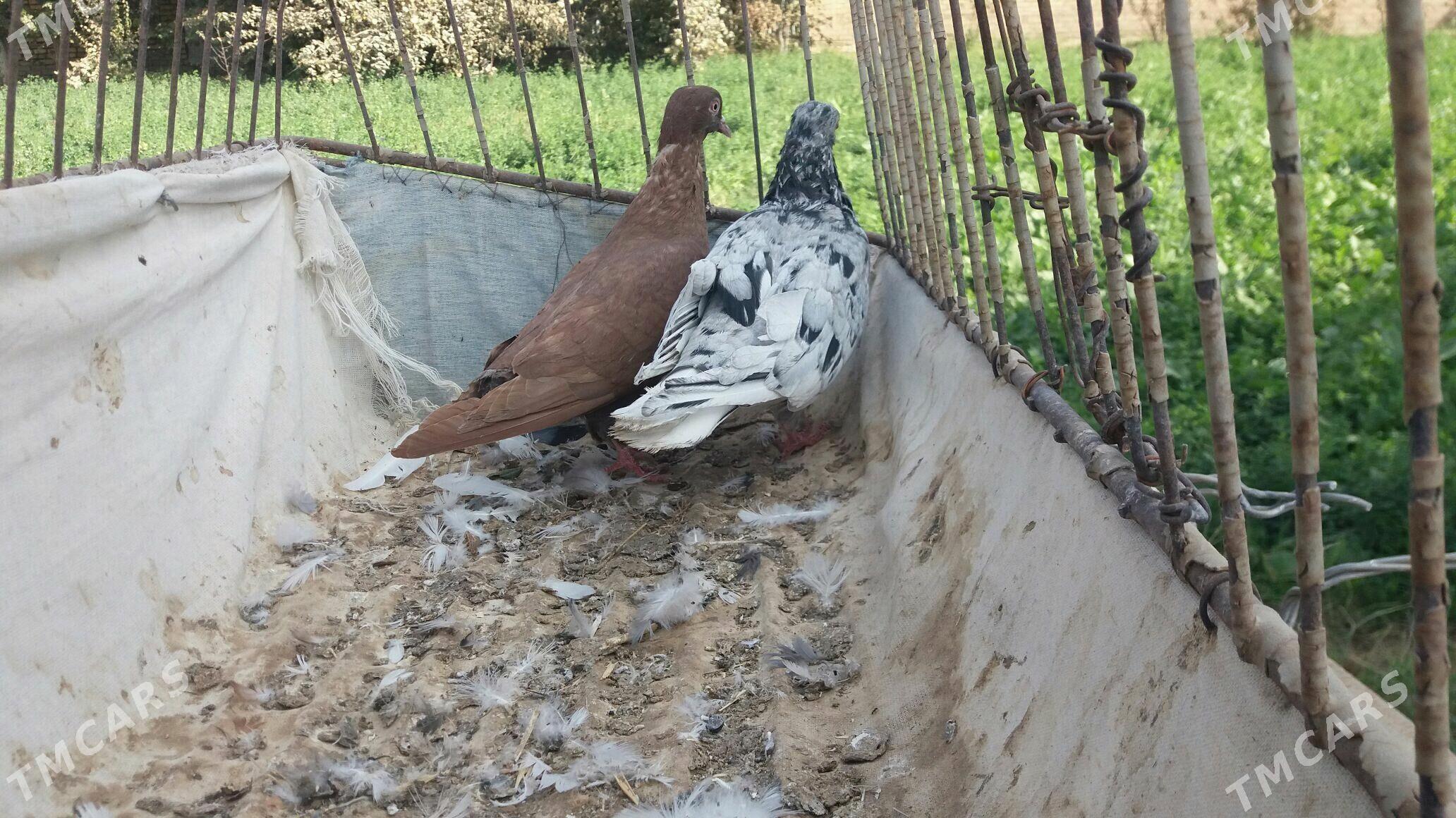 Kepderi - Мары - img 3