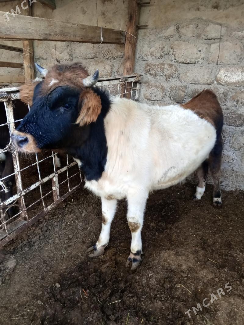 Okuz 2-sany - Ашхабад - img 7