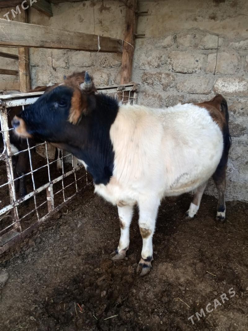 Okuz 2-sany - Ашхабад - img 5