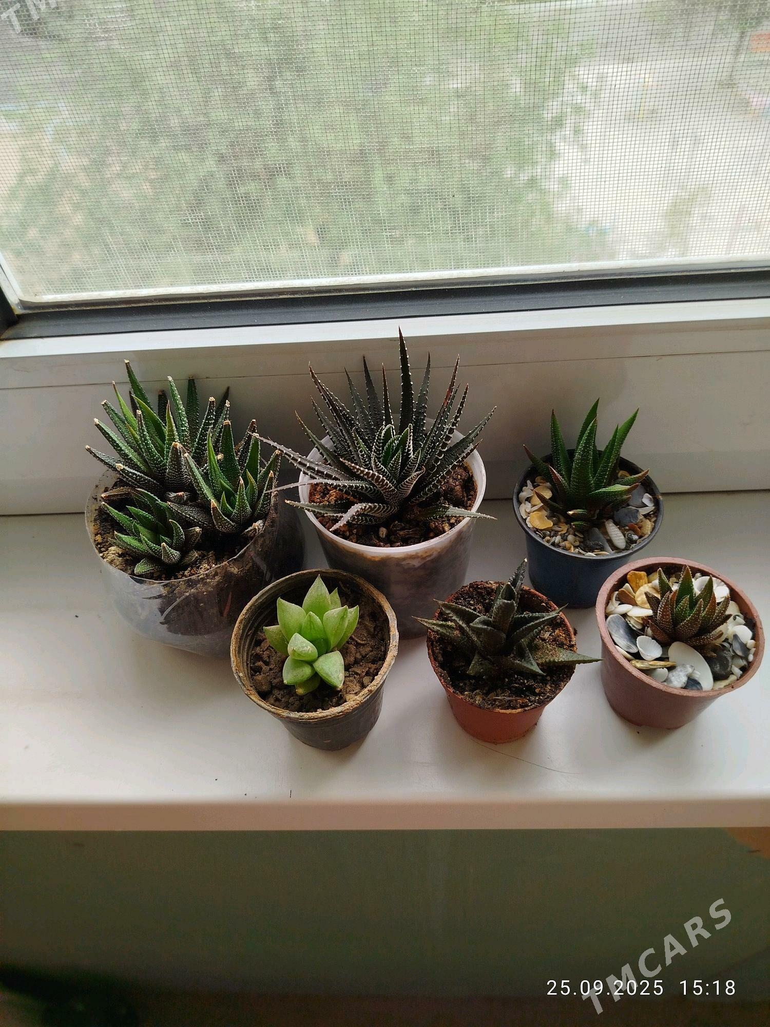 цветы , gul СКИДКИ - Aşgabat - img 5